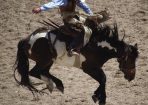SFTrodeo_108206_01.jpg