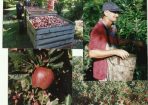 AppleandGr_114702_01.jpg