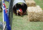 pigs_115290_01.jpg