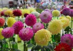 wpid-sft-show_133958_12.jpg