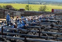 Weaner steers $933