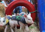 wpid-sft-pigs_136622_09.jpg