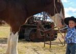 wpid-Horses_138326_01.jpg