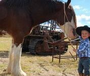 Harness hung up on horse day