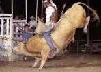 wpid-bulls_137343_02.jpg