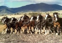 Horse day to ride again