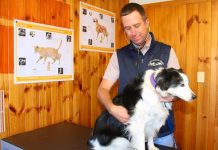 Discounted desexing for pets