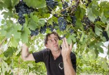 Raise a toast to wine young guns