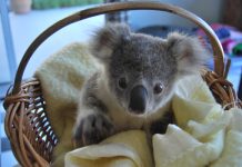 Market to aid wildlife