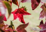 sftpicnic_153903_03.jpg