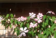 Springtime in the garden