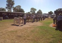 Crowds enjoyed successful show