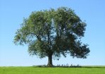 Trees_165708_01.jpg