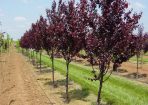 Trees_165708_02.jpg