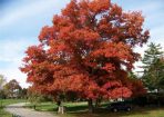Trees_165708_03.jpg