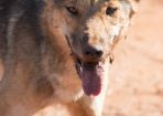 Wilddogs_165516_01.jpg