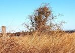 Weeds_169706_02.jpg