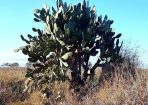 Weeds_169706_03.jpg