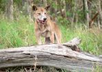 Wilddog_167118_01.jpg