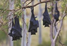 Delay in re-locating flying foxes