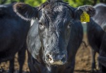 Lister slams farm invasion