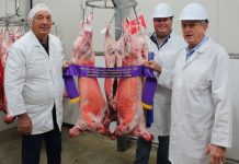 Prime Lamb Carcass results