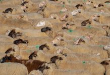 Swine flu creates China ‘protein gap’