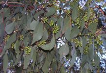 New species on global list