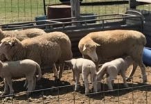 Police seeking public info on sheep theft