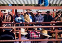 $7.5m saleyards upgrade update