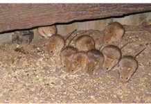 Council receives pest updates