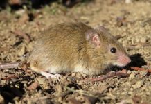 Rural residents told to stay vigilant as mouse virus cases detected