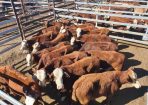 Cattle_246610_01.jpg