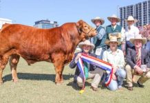 Producers ’devastated’ by second Ekka cancellation
