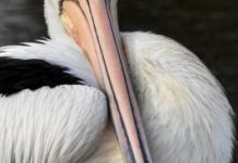 Artworks Granite Belt announce new exhibit