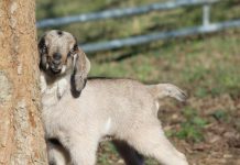 This week on the farm