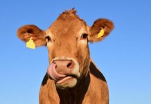 Livestock markets ‘fully firm’