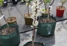 Mick’s business ’blooms’