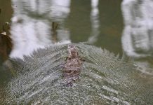 Locals discover platypus in plenty
