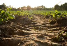 Regenerative Agriculture: What it is, and why it’s important