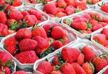 Strawberry growers concerned as prices plummet