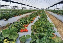 Hear ye, strawberry lovers