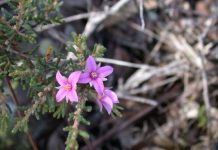 Walk Among the Wildflowers on the Granite Belt