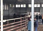 horsesale_256276_03.jpg