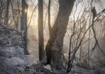 bushfire_261307_06.jpg