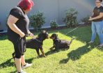 rottweile_262261_06.jpg