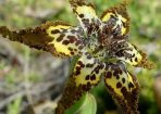 Sfishlily_172684_01.jpg