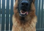 emilypets_265604_01.JPG