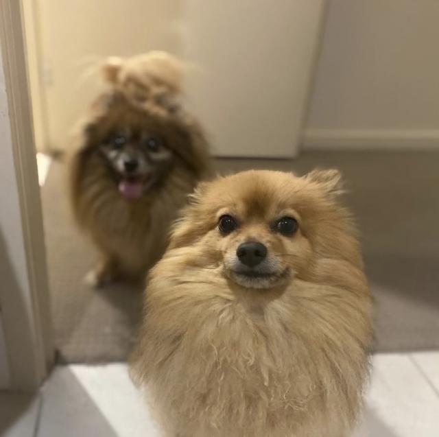 Meet our pets of the month Stanthorpe Today