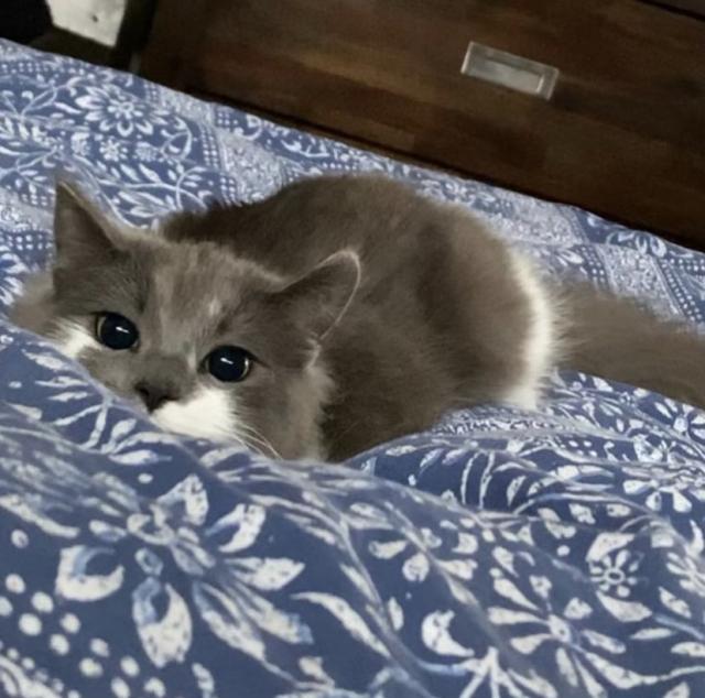 Meet our pets of the month Stanthorpe Today